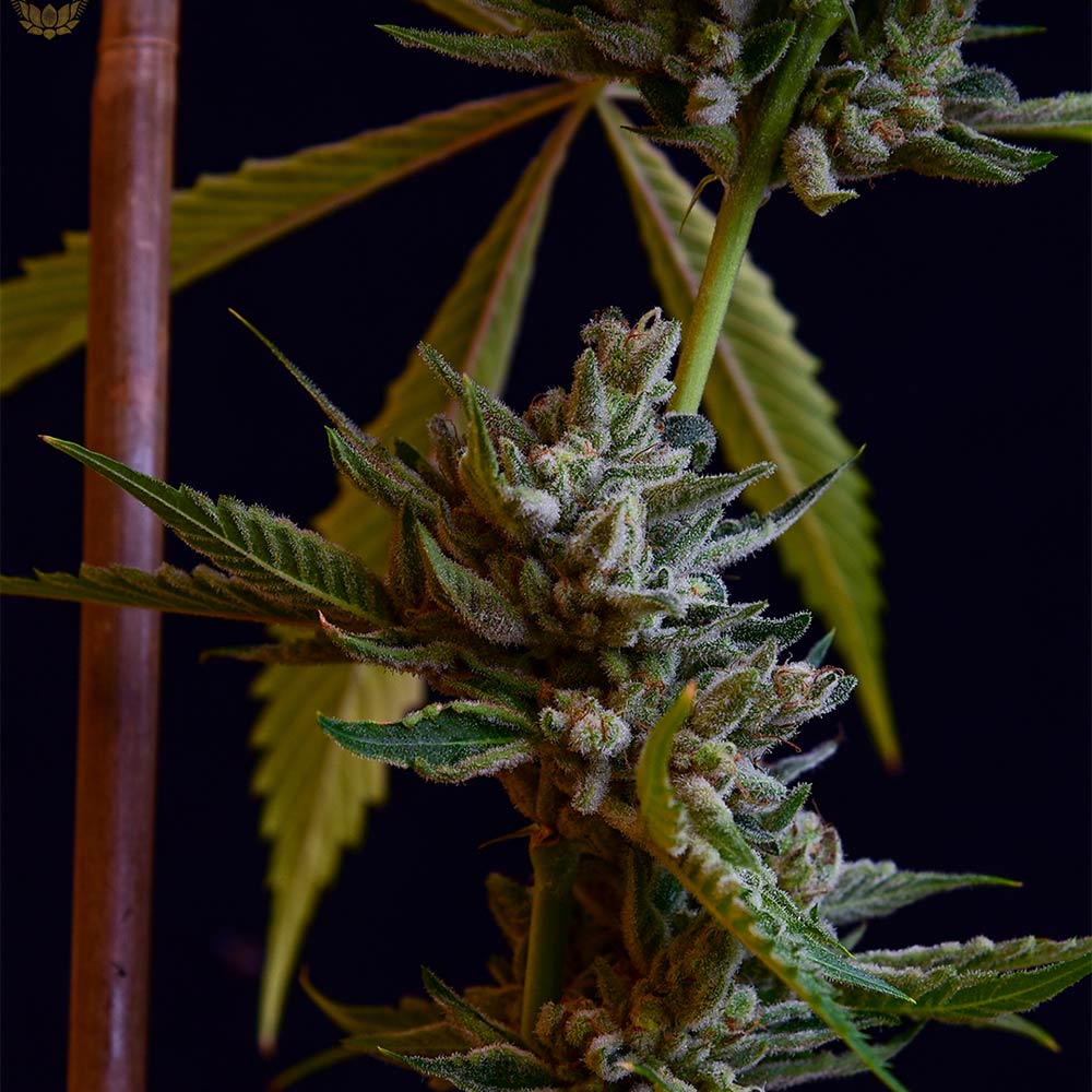 Sour Affie Regular Cannabis Seeds Green Bodhi