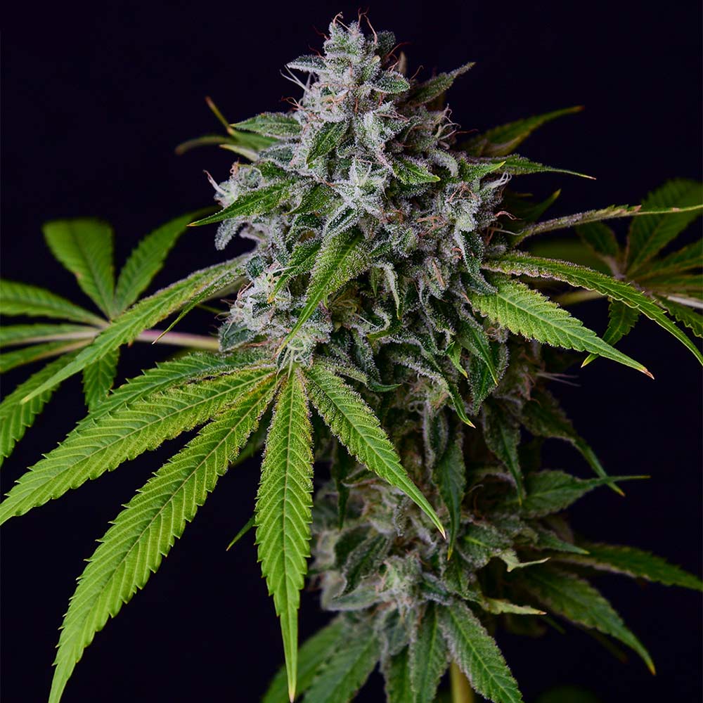 Tenzin Chem 78 Regular Cannabis Seeds Green Bodhi