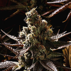 V Kush Regular Cannabis Seeds By Haute Genetique