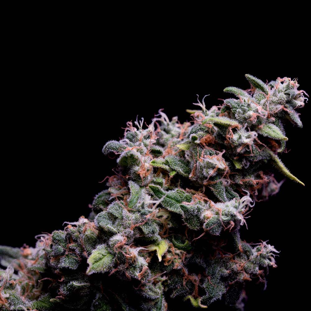 Hazy Kush S1 Feminized Cannabis Seeds Green Bodhi