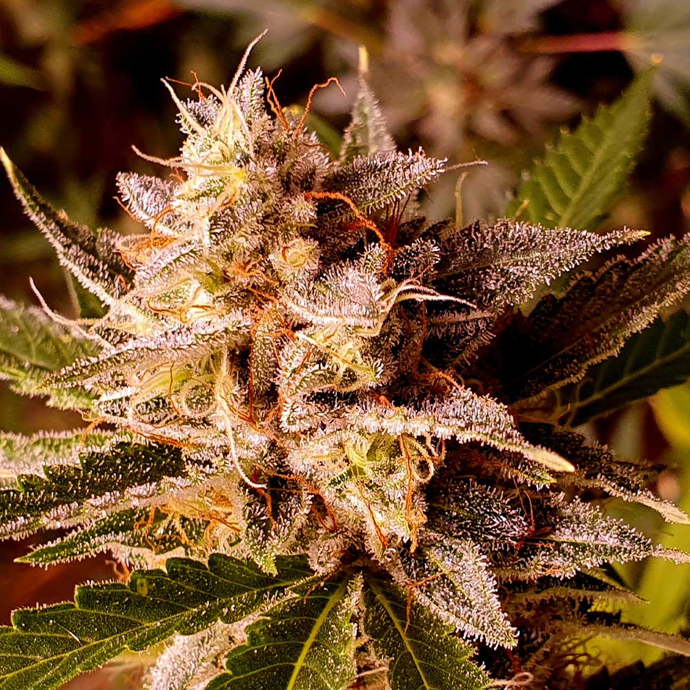 Banana Double Mac Feminized Cannabis Seeds By Holy Smoke Seeds