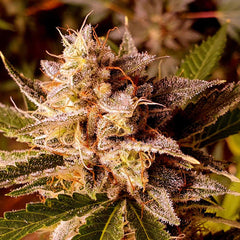 Banana Double Mac Feminized Cannabis Seeds By Holy Smoke Seeds