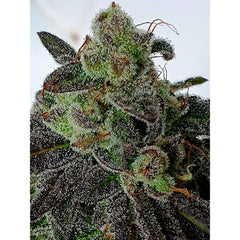 Gold Barz Feminized Cannabis Seeds By Holy Smoke Seeds