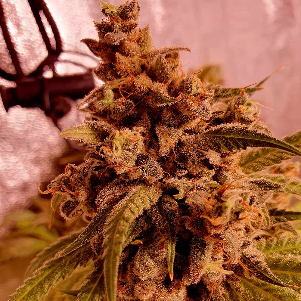 Gold Teeth Feminized Cannabis Seeds Holy Smoke Seeds