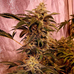 I I Gucci Feminized Cannabis Seeds Holy Smoke Seeds