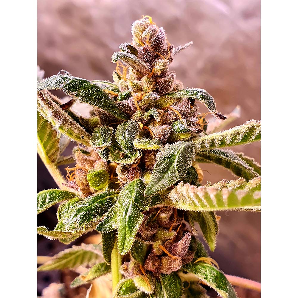 Jelly Cake Feminised Cannabis Seeds By Holy Smoke Seeds