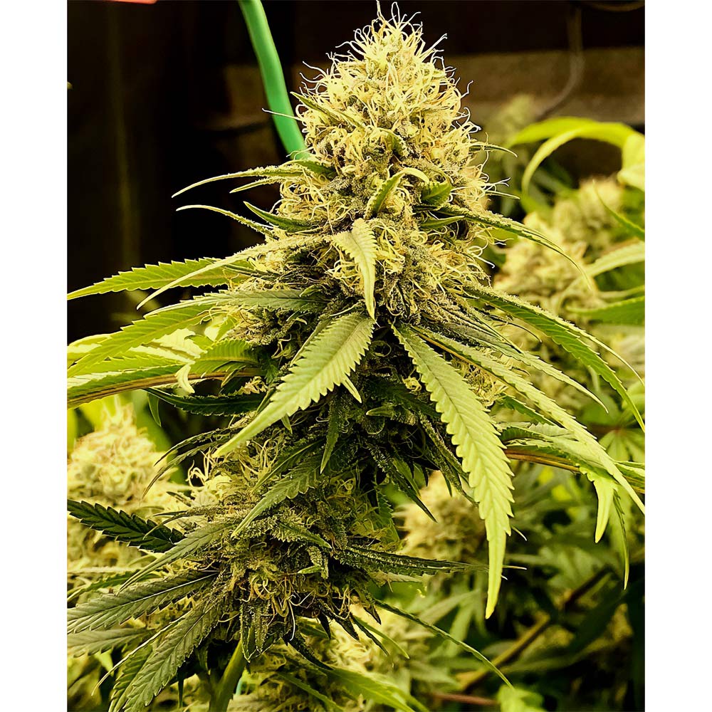 Strawberry Cane Female Cannabis Seeds By Holy Smoke Seeds