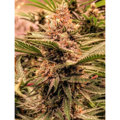 Strawberry Sunset Female Cannabis Seeds By Holy Smoke Seeds