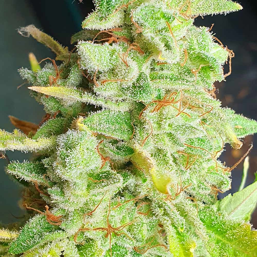 Yoda Junky Feminized Cannabis Seeds Holy Smoke Seeds