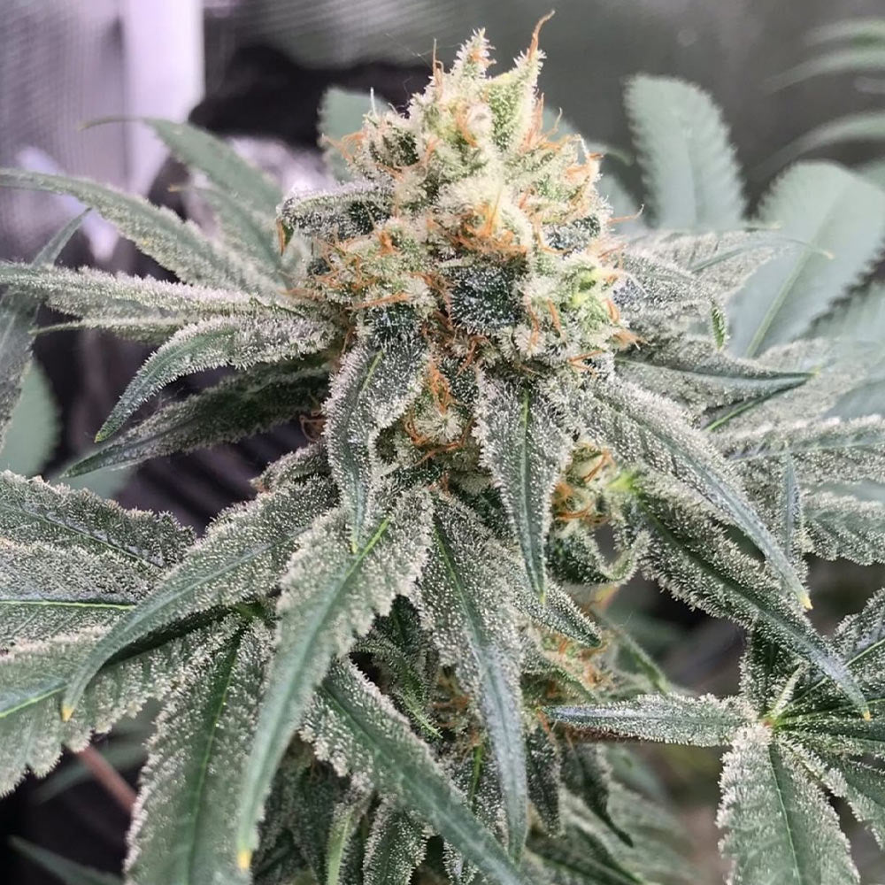 Honey Gas Female Cannabis Seeds By Old School Genetics