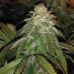 Hot Tropic Regular Cannabis Seeds By Oni Seed Co