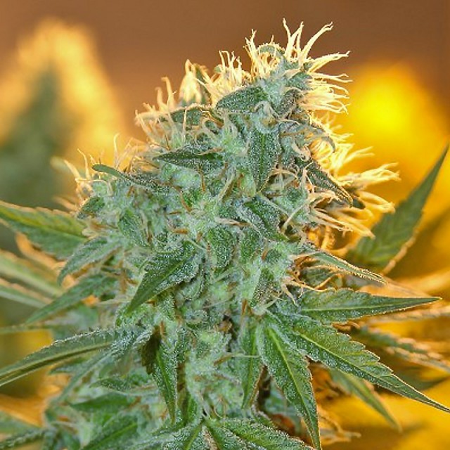 Jean Guy Female Cannabis Seeds By House Of The Great Gardener