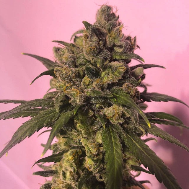 Highlo Female Cannabis Seeds By House Of The Great Gardener