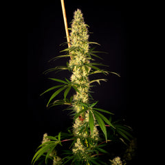 Island Sweet Barb Female Cannabis Seeds By House Of The Great Gardener