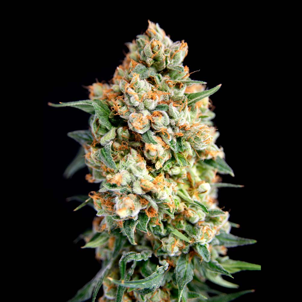 Sticky Barb Female Cannabis Seeds By House Of The Great Gardener