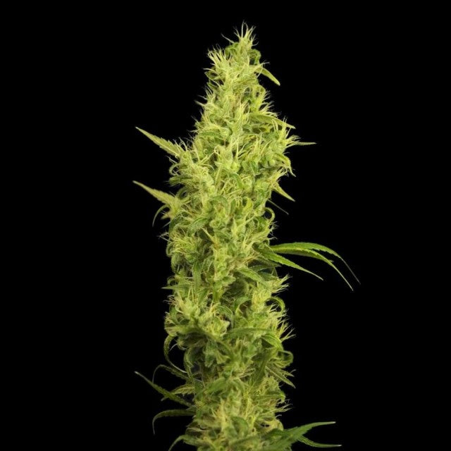 Sunshine Female Cannabis Seeds By House Of The Great Gardener