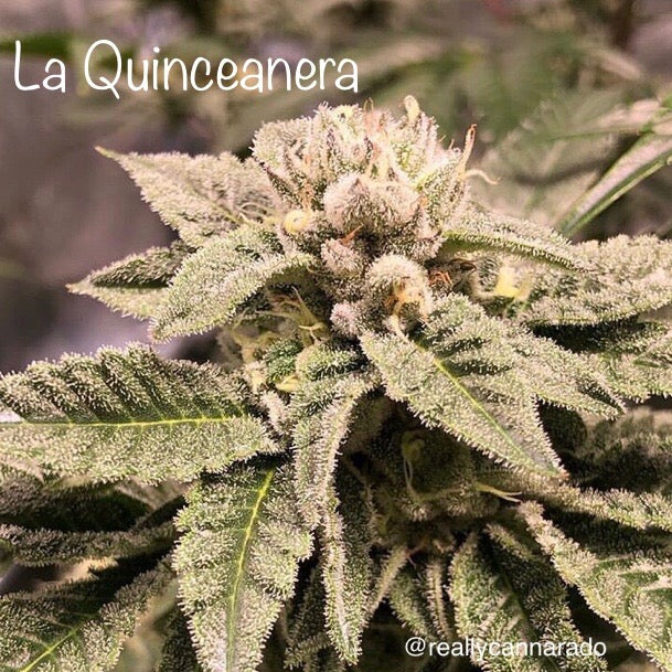 La Quinceanera Female Cannabis Seeds By Cannarado Genetics