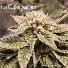 La Quinceanera Female Cannabis Seeds By Cannarado Genetics