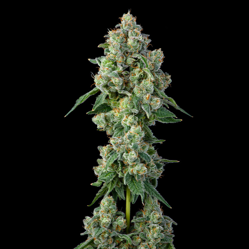 Inside Joke Feminized Cannabis Seeds By Compound Genetics