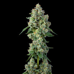 Inside Joke Feminized Cannabis Seeds By Compound Genetics