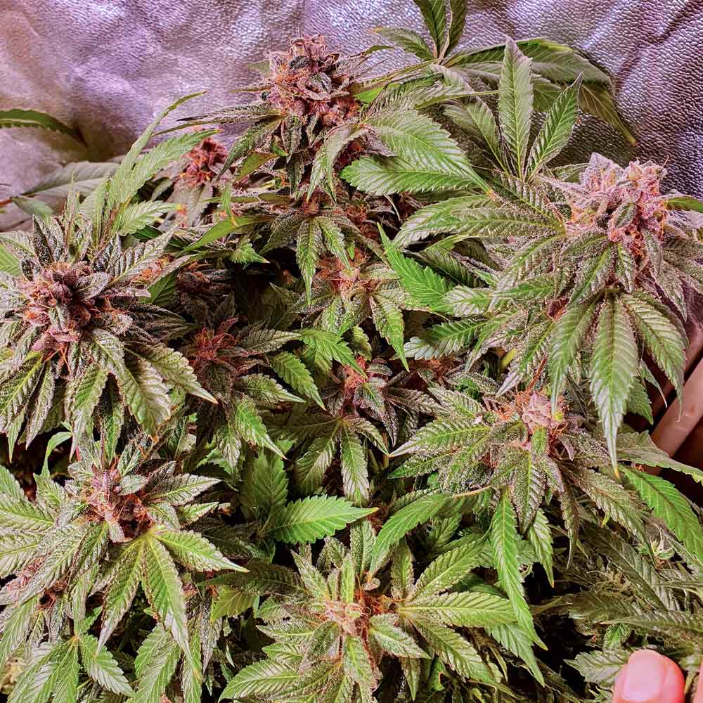 Jelly Donuts Feminised Cannabis Seeds By Holy Smoke Seeds