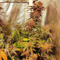 Jelly Tots Cannabis Seeds By Holy Smoke