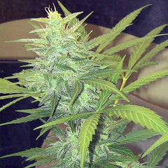 Amsterdam Skunk By John Sinclair Cannabis Seeds