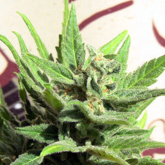 White Panther By John Sinclair Cannabis Seeds