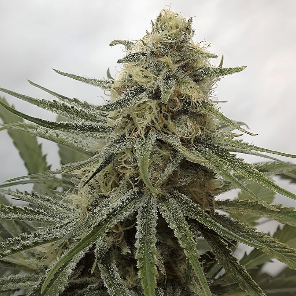 Juicy Dreams Regular Cannabis Seeds By Crockett Family Farms