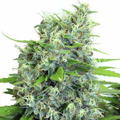 Kali Bubba Regular Cannabis Seeds By Serious Seeds