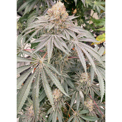 Apple B Feminized