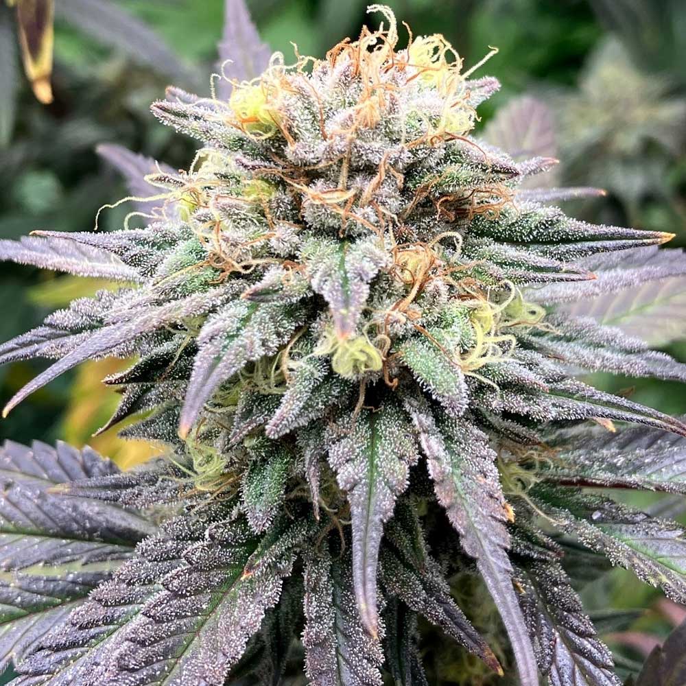 Highway Harmony Regular Cannabis Seeds By Karma Genetics