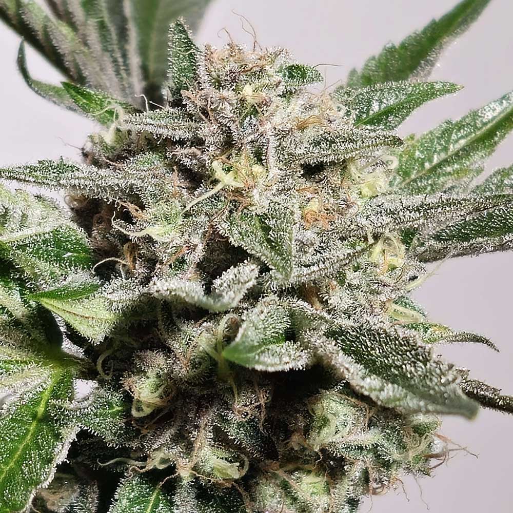 Pink Fritter Feminized Cannabis Seeds By Karma Genetics