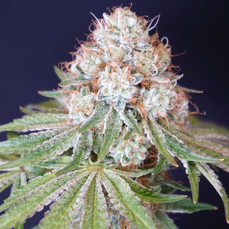 Rocky Melon Female Weed Seeds By Karma Genetics