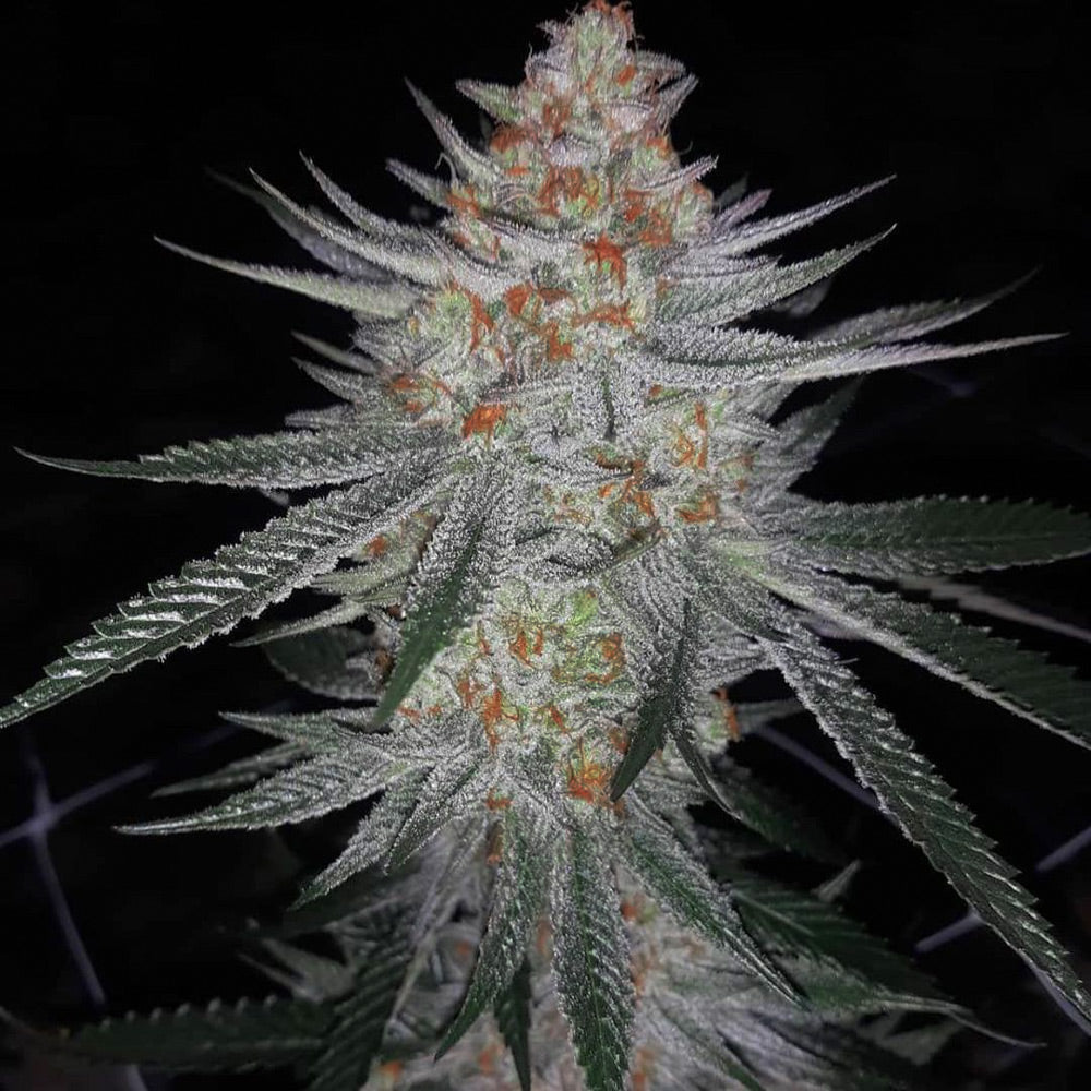 Ksmorz Regular Cannabis Seeds By Prolific Coast Seeds