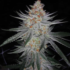 Ksmorz Regular Cannabis Seeds By Prolific Coast Seeds