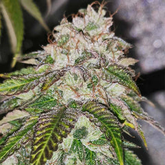 Kuntz N Cream Female Cannabis Seeds By Pheno Finders Seeds
