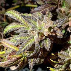 Kush Creams Regular Weed Seeds By Holy Smoke Seeds