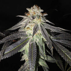 Kush Valley Gelato Feminized Cannabis Seeds By Seedism