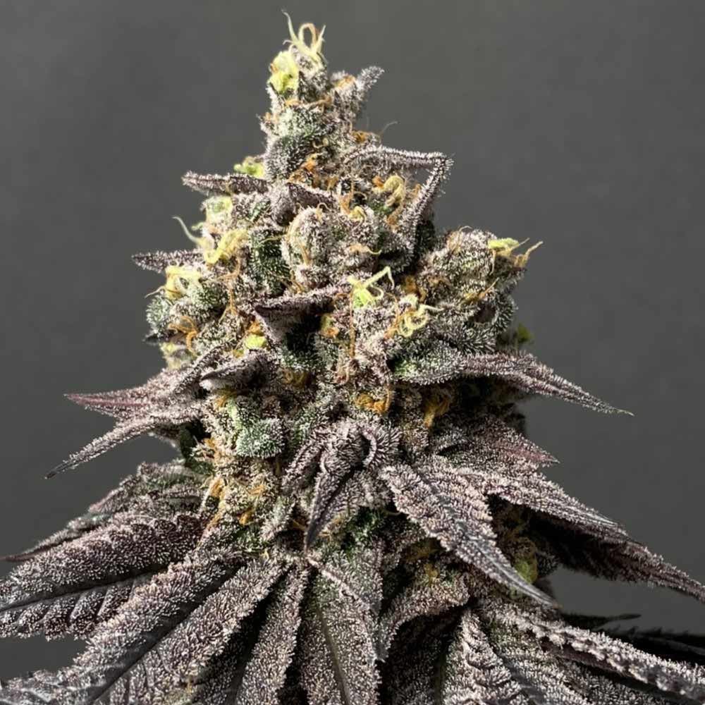 Peach Clouds Female Weed Seeds By Perfect Tree