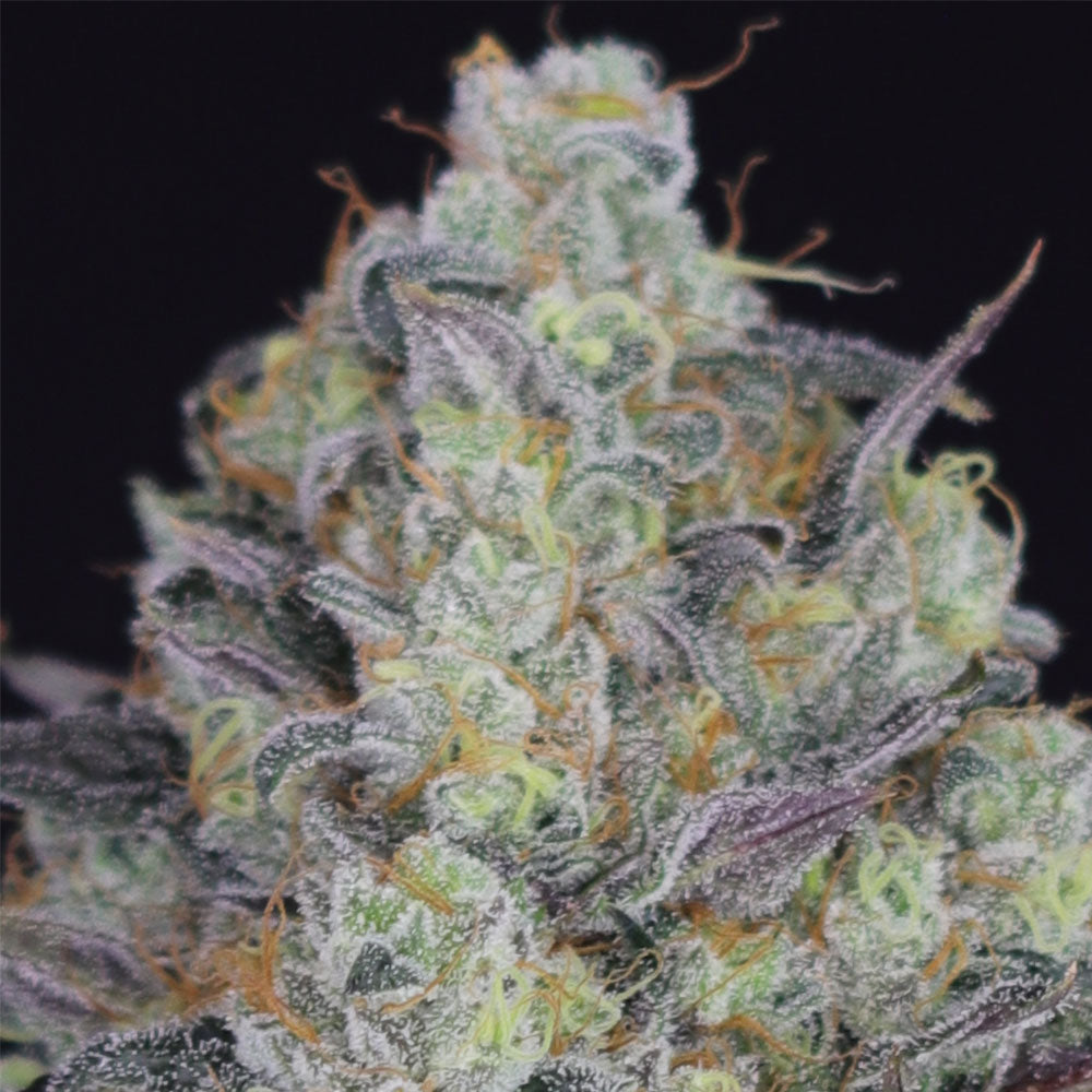 La Juice Regular Cannabis Seeds By Crockett Family Farms