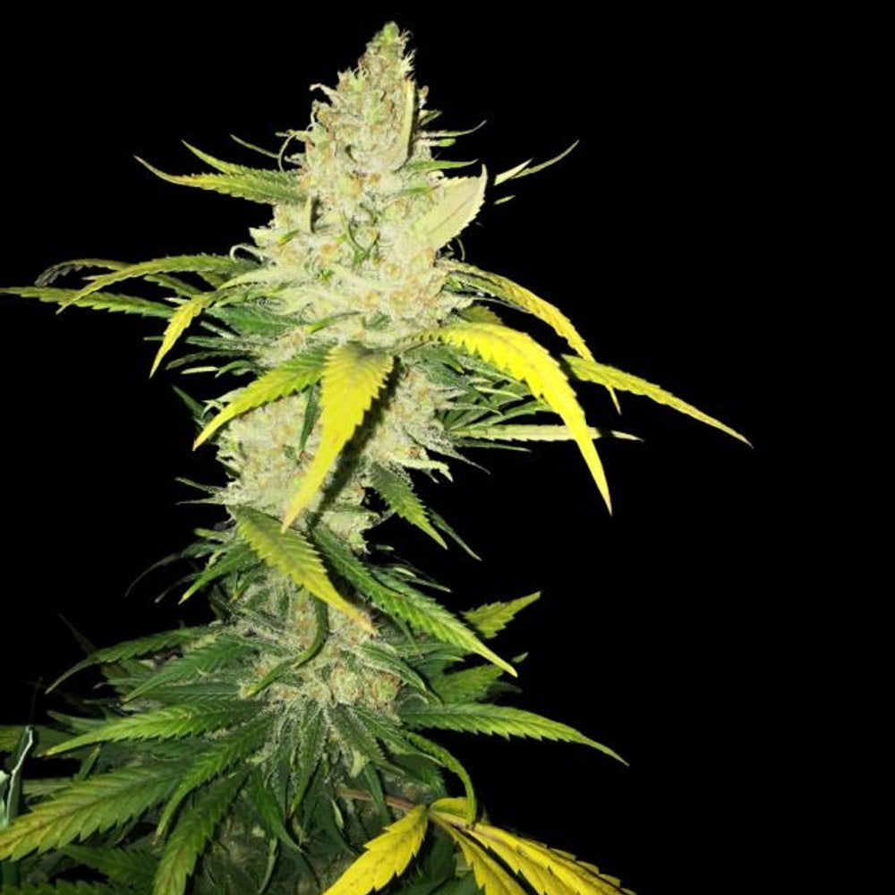 La S A G E Female Cannabis Seeds By T H Seeds