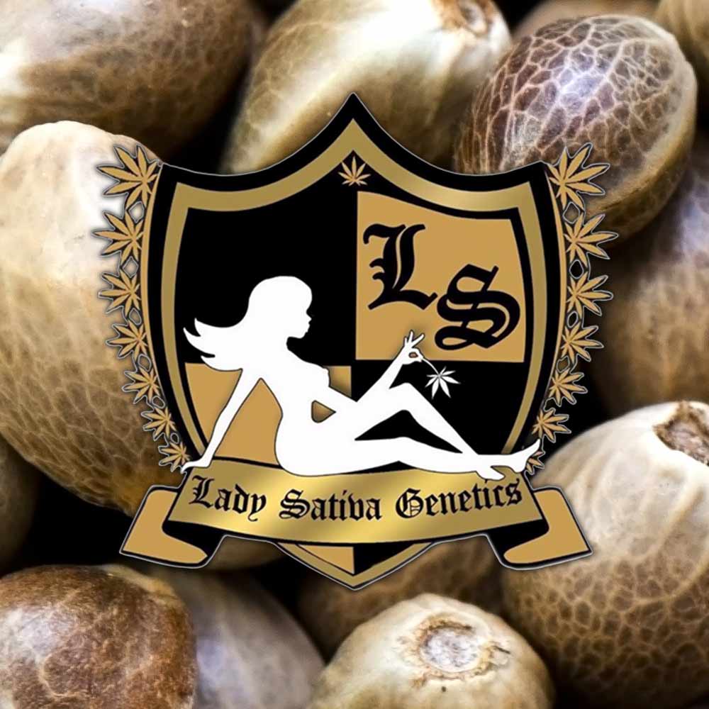 Yoga Sour Flame Regular Cannabis Seeds By Lady Sativa Genetics