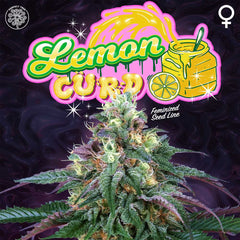 Lemon Curd Female Weed Seeds By Perfect Tree Seeds