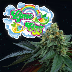 Lime Ozz Feminized Cannabis Seeds By Perfect Tree