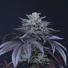 Loco Berry Regular Cannabis Seeds By Crockett Family Farms