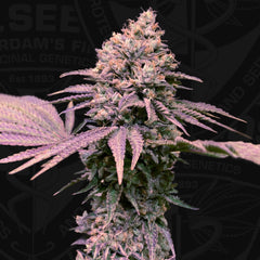 London Mint Cake Female Weed Seeds By T H Seeds