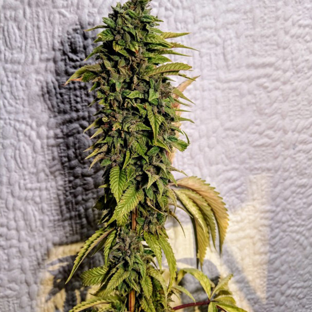 London Og Regular Cannabis Seeds By Holy Smoke Seeds