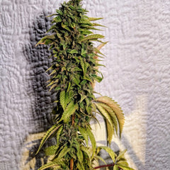 London Og Regular Cannabis Seeds By Holy Smoke Seeds