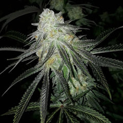 Lots Of Z Female Cannabis Seeds By The Plug Seedbank